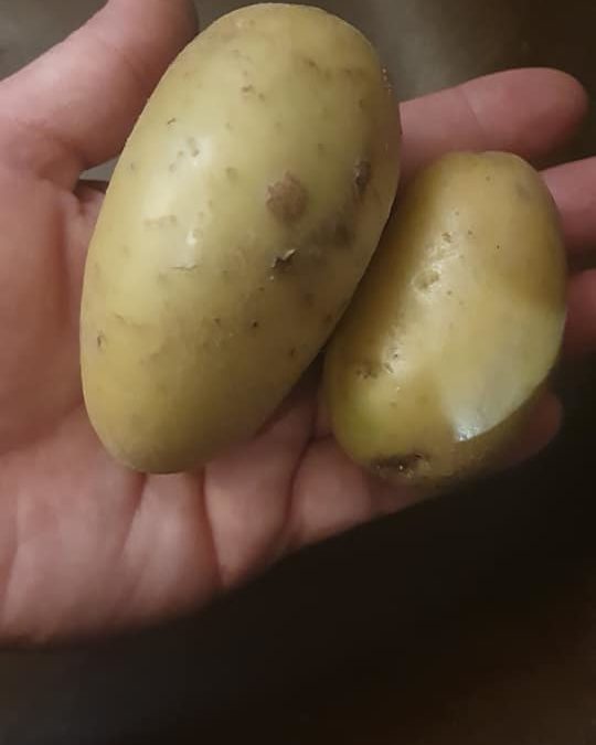 Les pommes de terre de retour