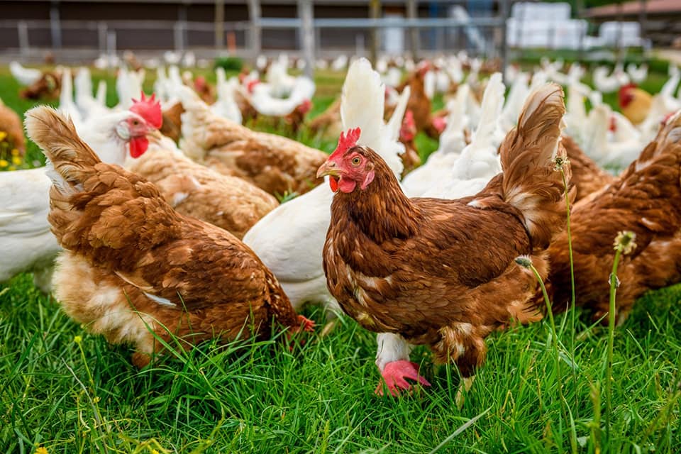 Vente 2025 de nos poules pondeuses de réforme